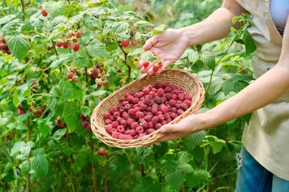 Hnojivo na maliny