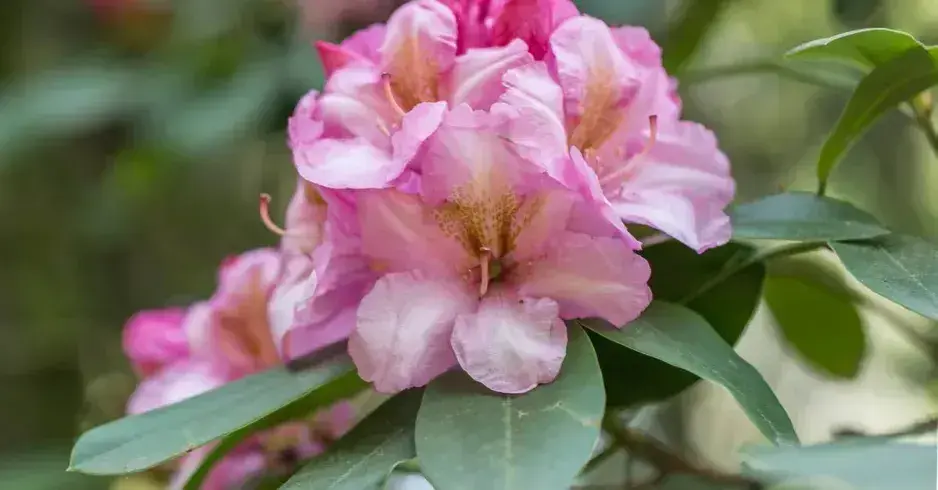 Péče o rododendrony