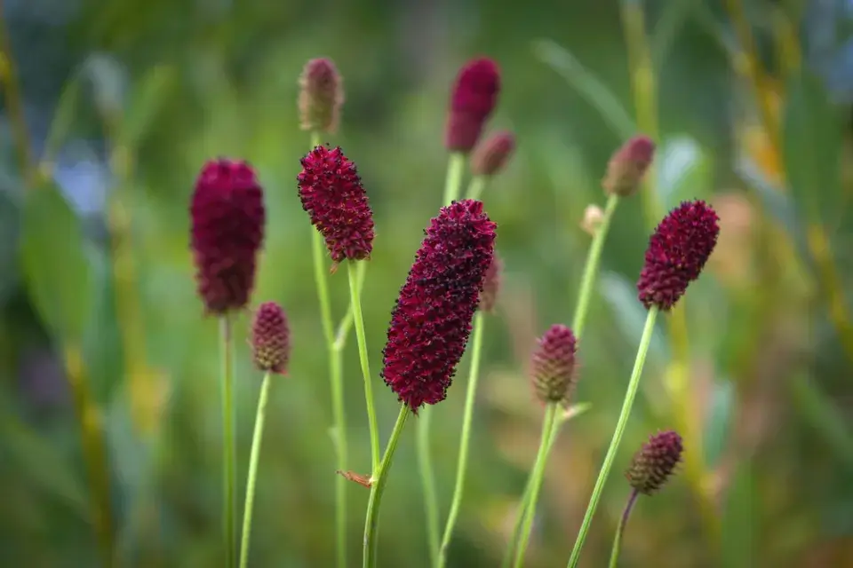 Krvavec toten (Sanguisorba officinalis)