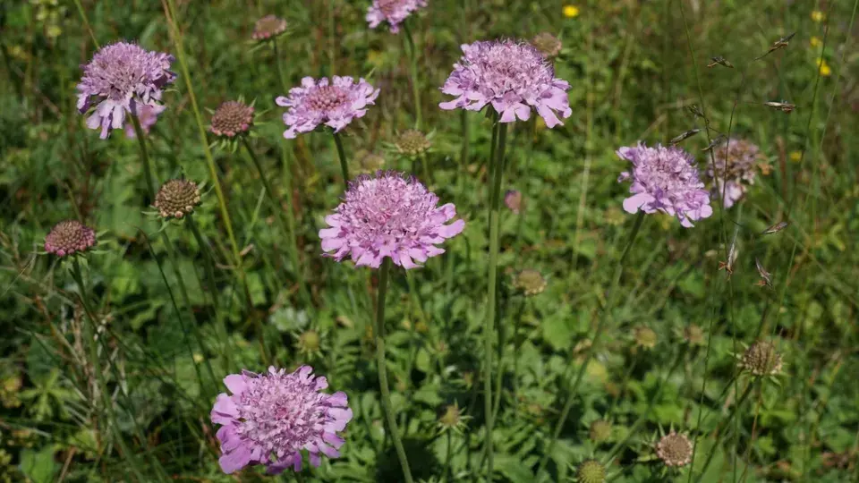 hlaváč, hlaváček, hlavinka
