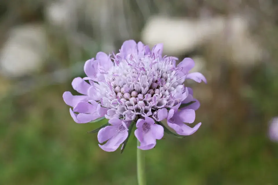 hlaváč, hlaváček, hlavinka