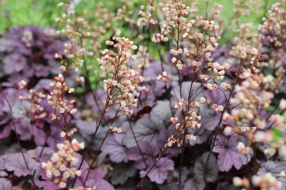 Dlužicha krvavá (Heuchera sanguinea) 