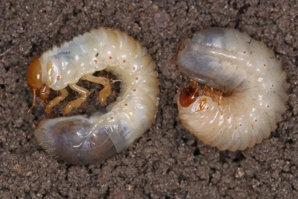 Bílá larva