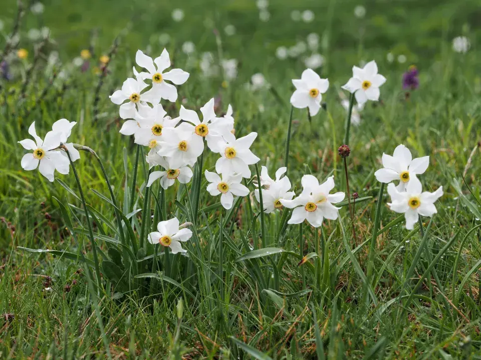 Narcis bílý (Narcissus poeticus)