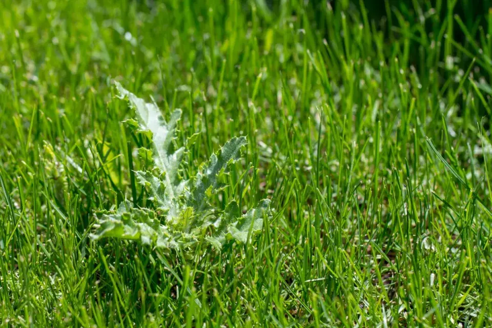 Pcháč v trávníku