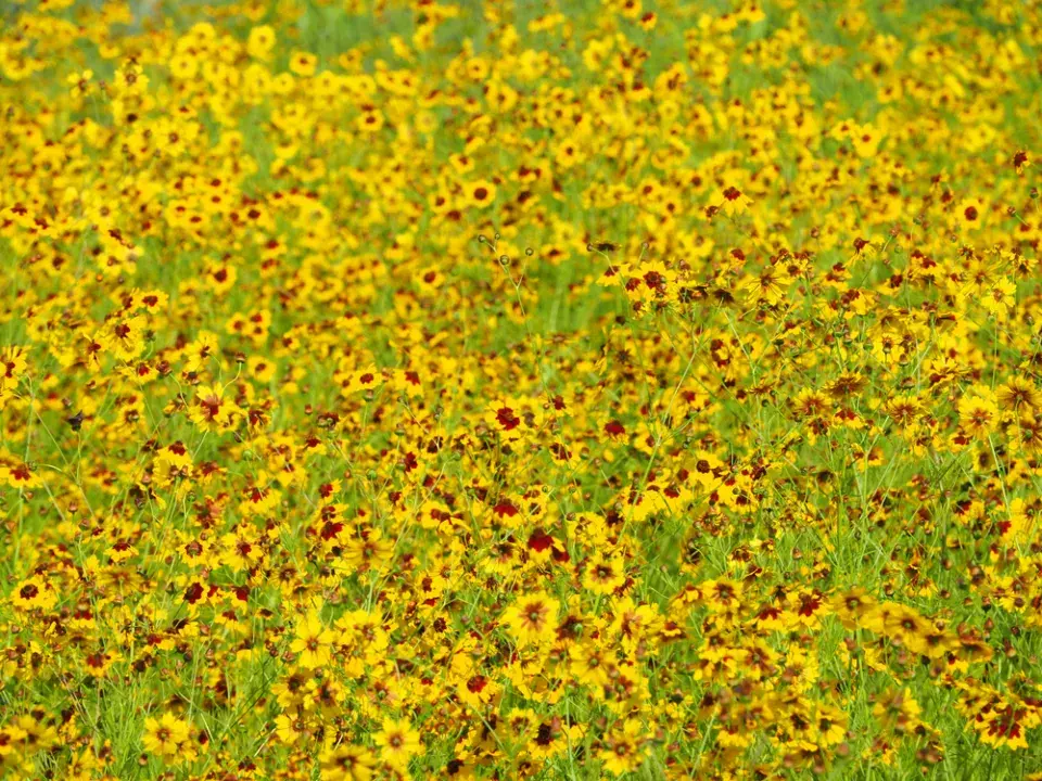Krásnoočko dvoubarvé (Coreopsis tinctoria) 
