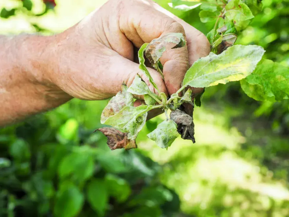 Ochrana ovocných stromů