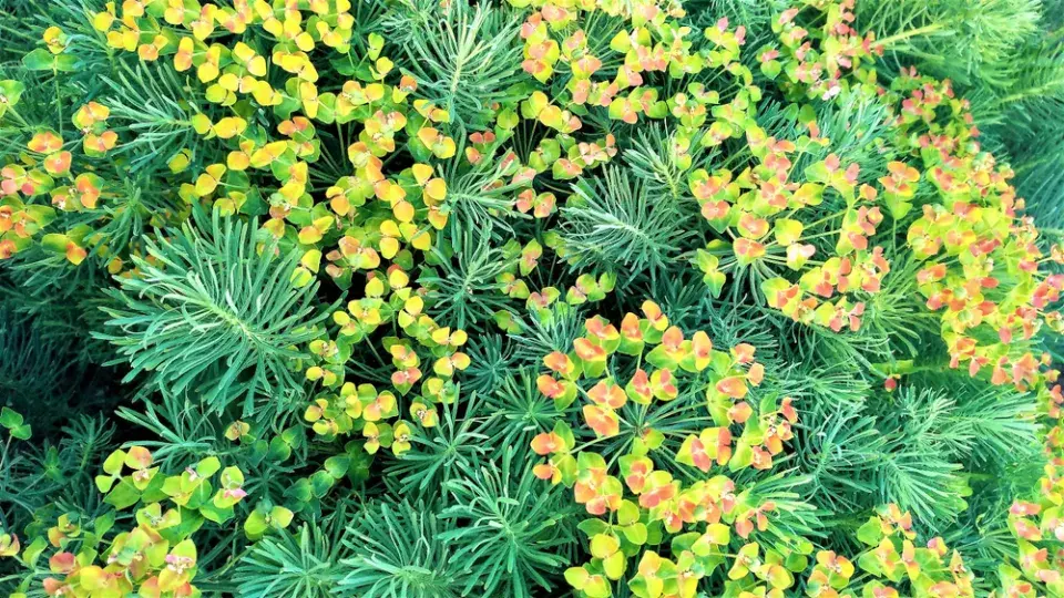 Pryšec chvojka (Euphorbia cyparissias)