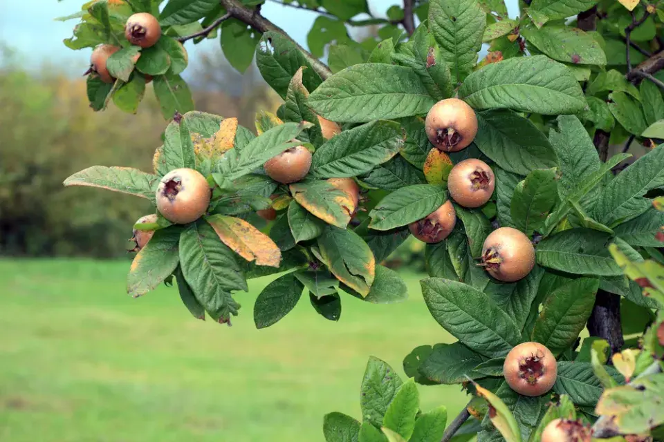 Zapomenuté jedlé keře: Dřín, muchovník, aronie a další staré odrůdy na fotografiích