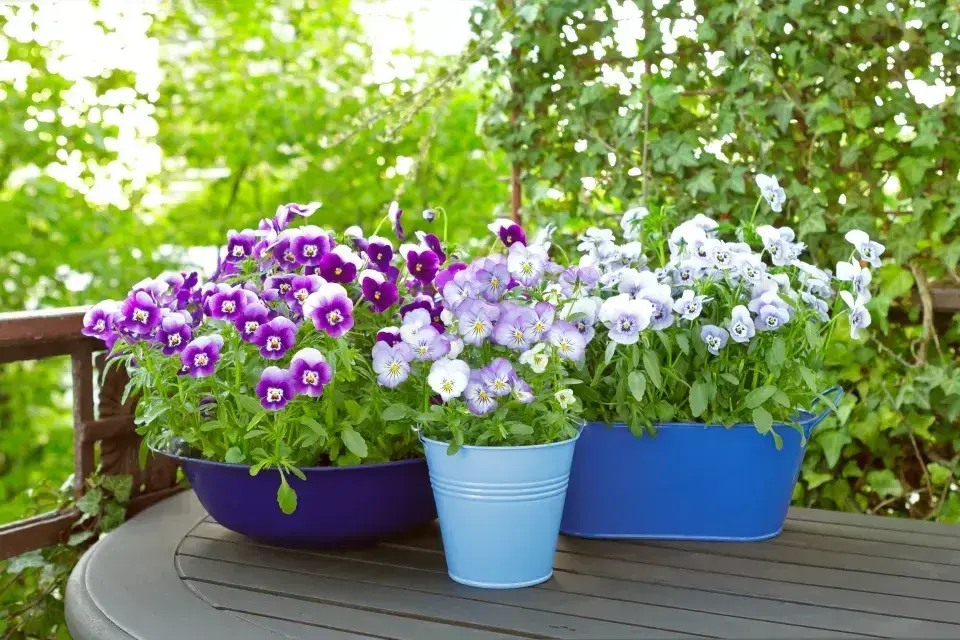 Tekuté hnojivo