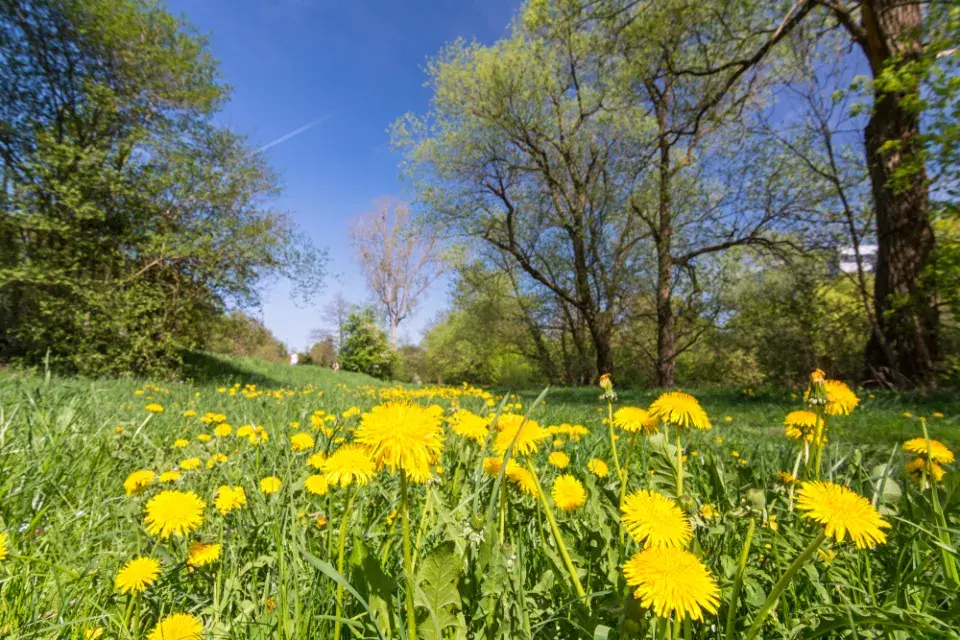 Využití pampelišek