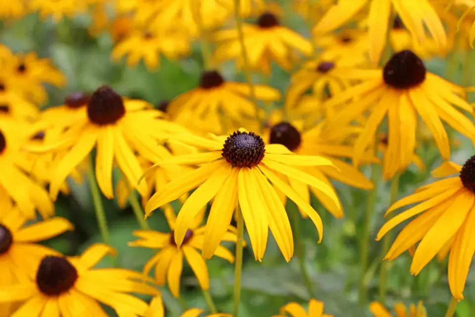 Rudbeckia fulgida