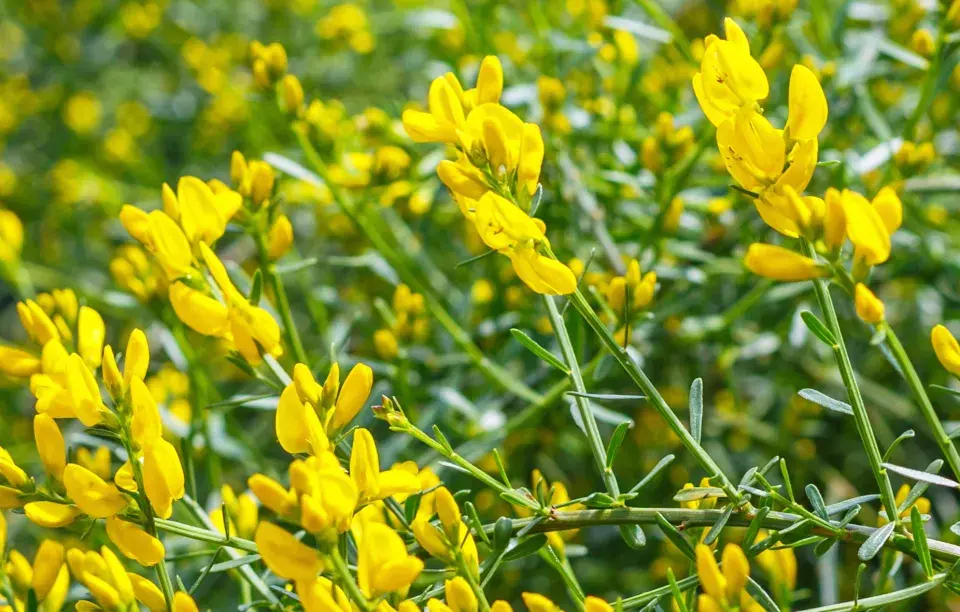 Kručinka lydijská (Genista lydia) 