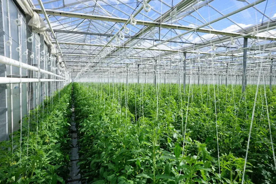 Rajčatový stan je důkazem, že i jednoduché pěstování rajčat může mít velký efekt