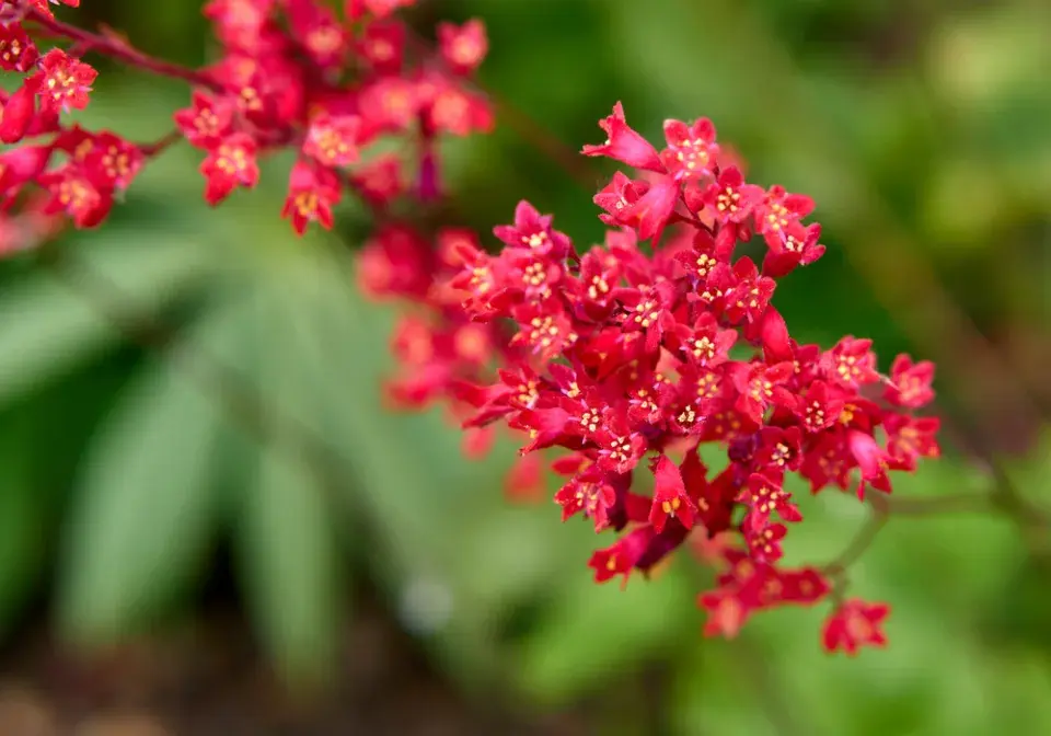 Dlužicha krvavá (Heuchera sanguinea) 