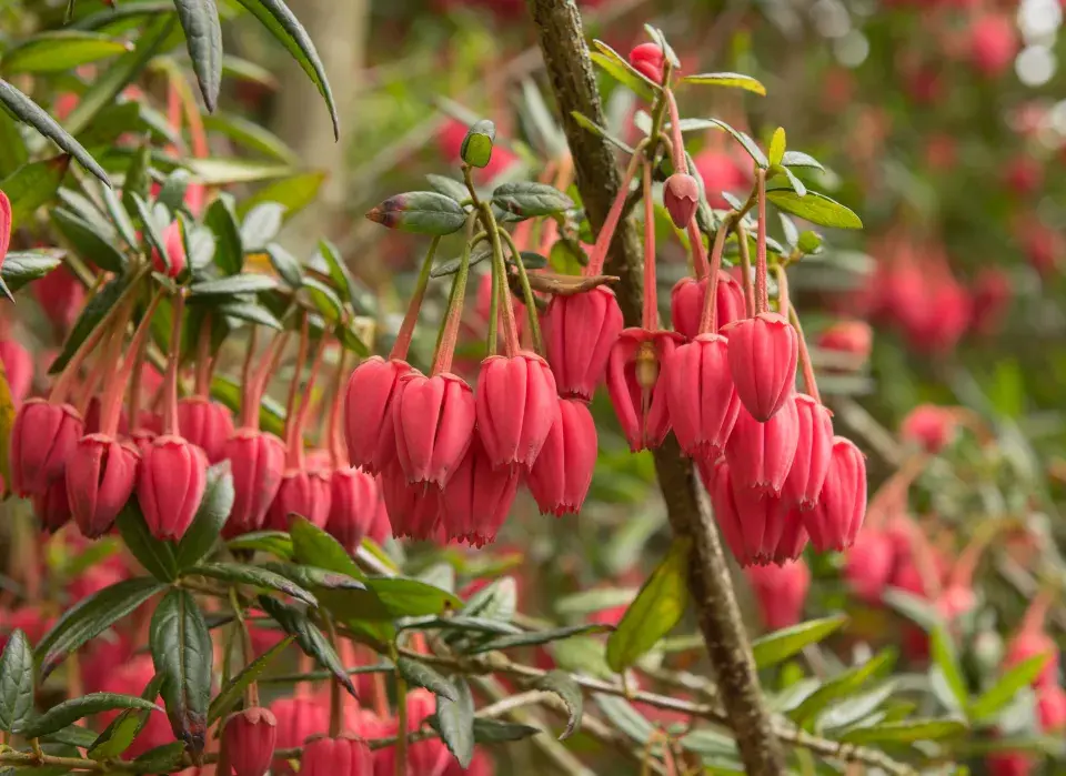 Krinodendron (Crinodendron hookerianum)