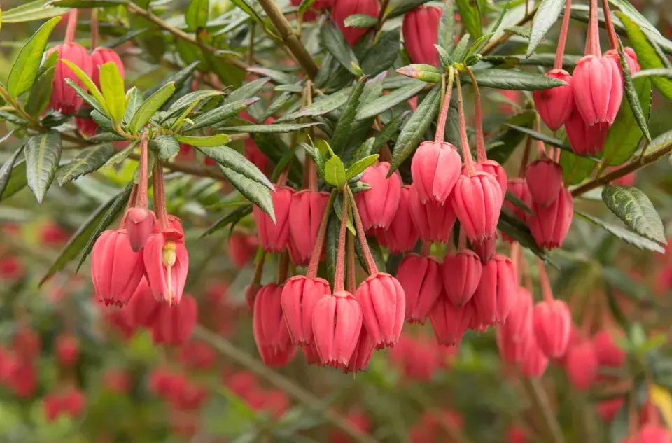 Krinodendron (Crinodendron hookerianum)