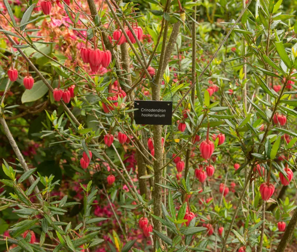 Krinodendron (Crinodendron hookerianum)