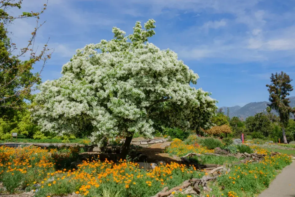 bělas viržinský (Chionanthus virginicus) 