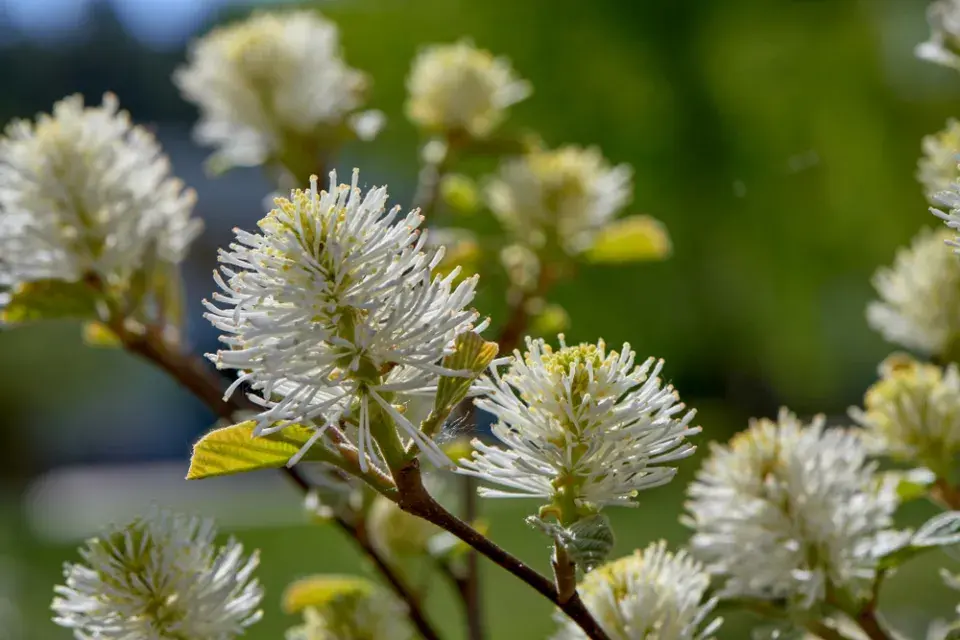 Kuska (Fothergilla) 