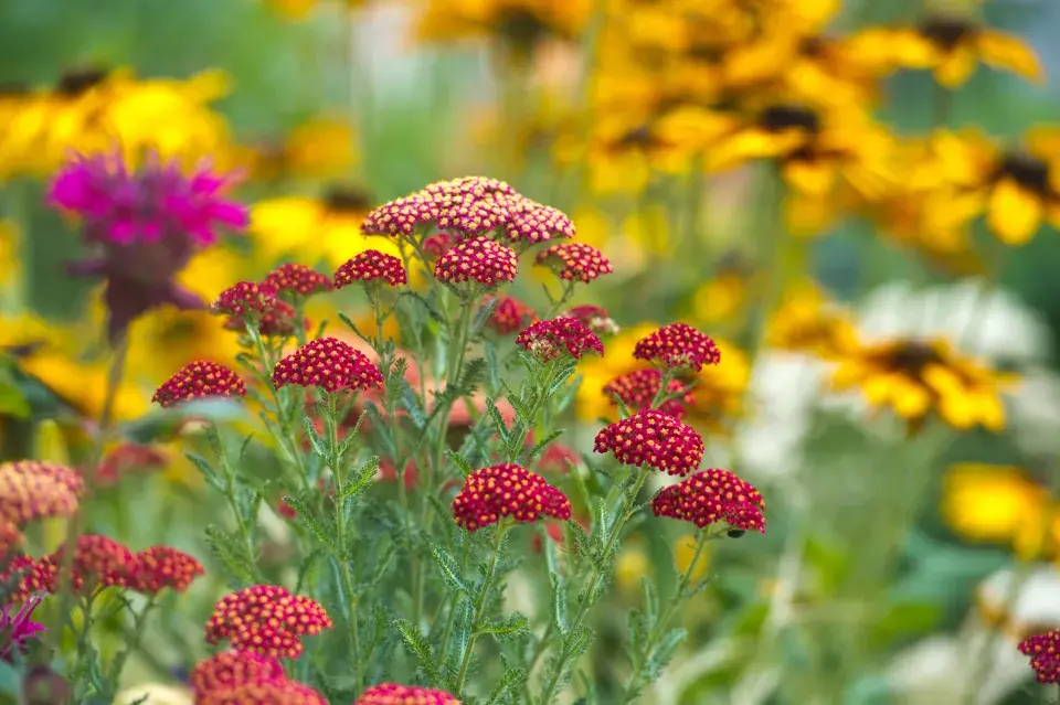 Nejdéle kvetoucí trvalky 