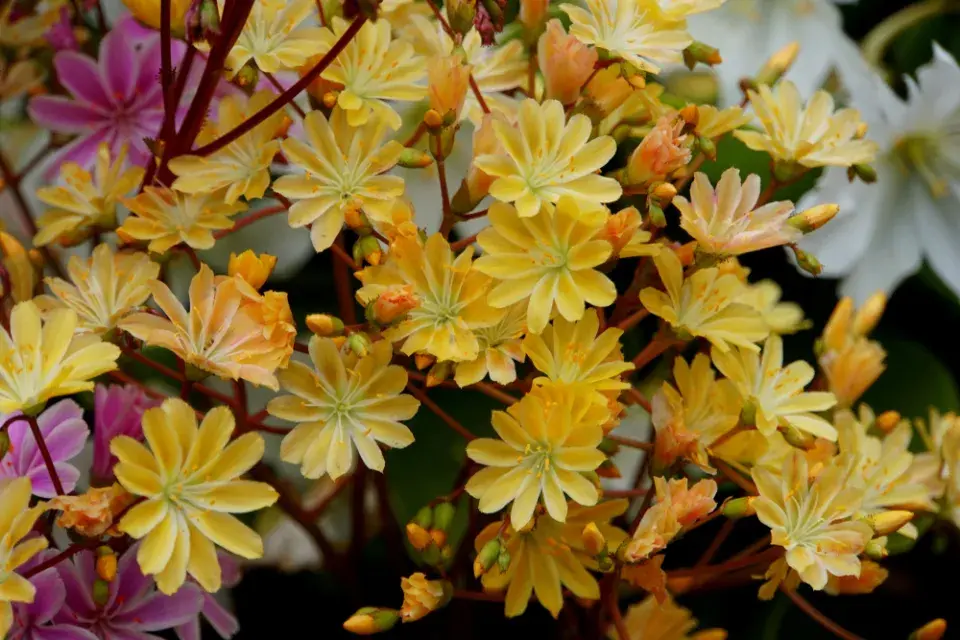 levisie květnatá (Lewisia cotyledon)