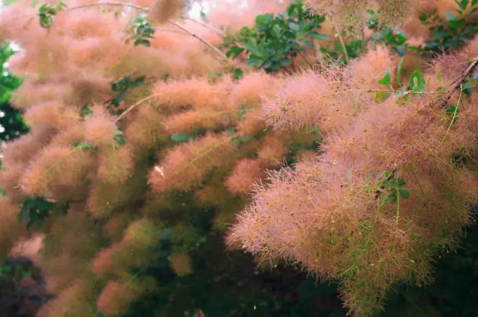 Kvetoucí ruj vlasatá