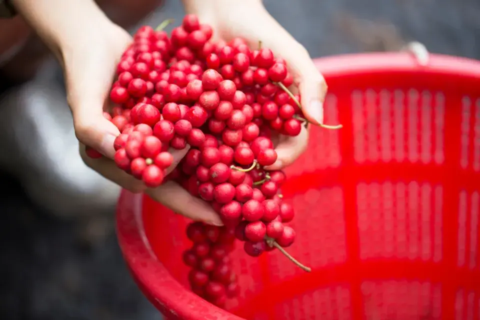 Schisandra čínská