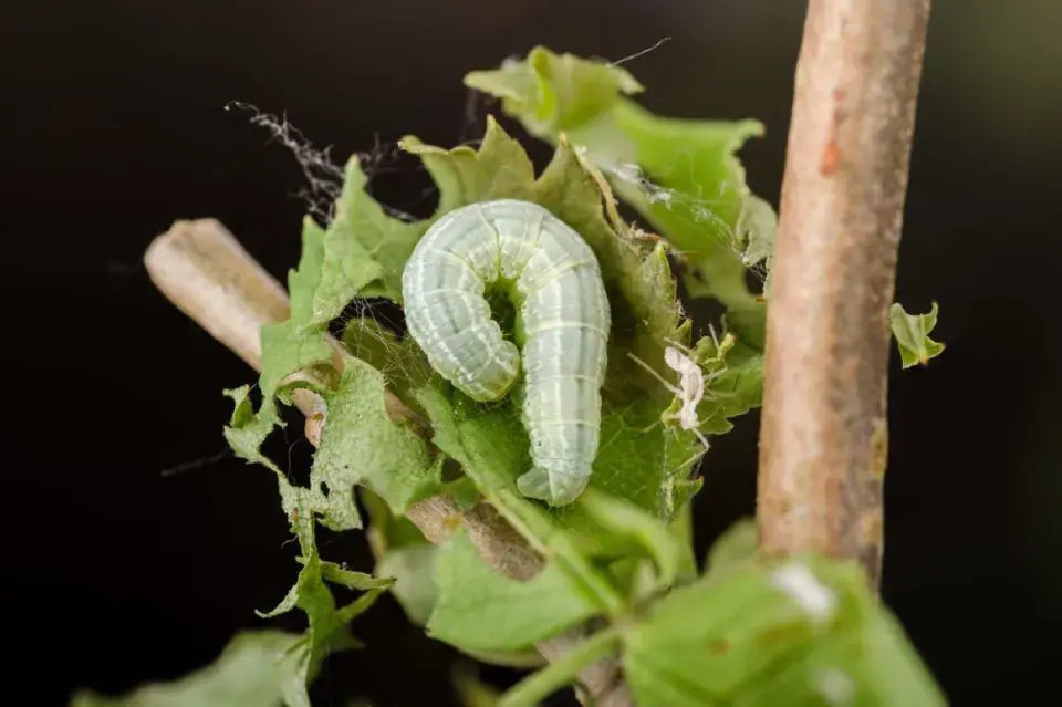Škůdci na zahradě