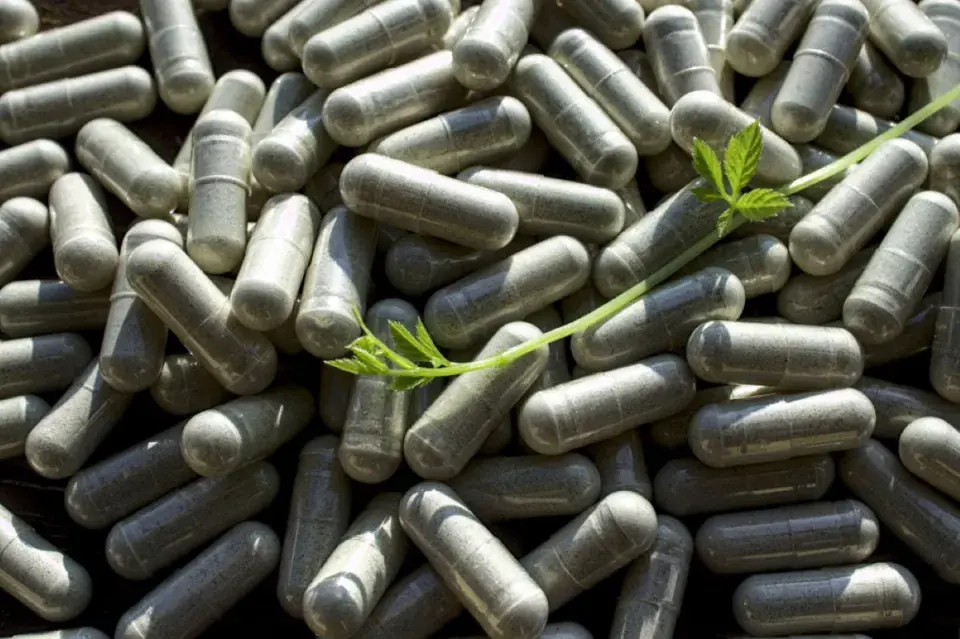 Jiaogulan neboli ženšen pětilistý