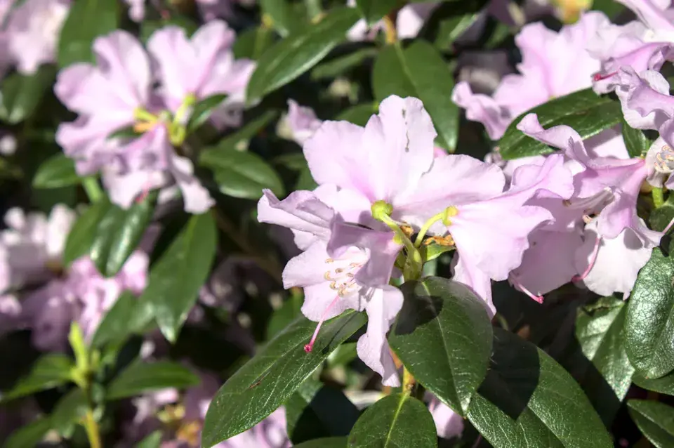  Odrůdy rododendronů v plné kráse: Inspirace pro vaši zahradu