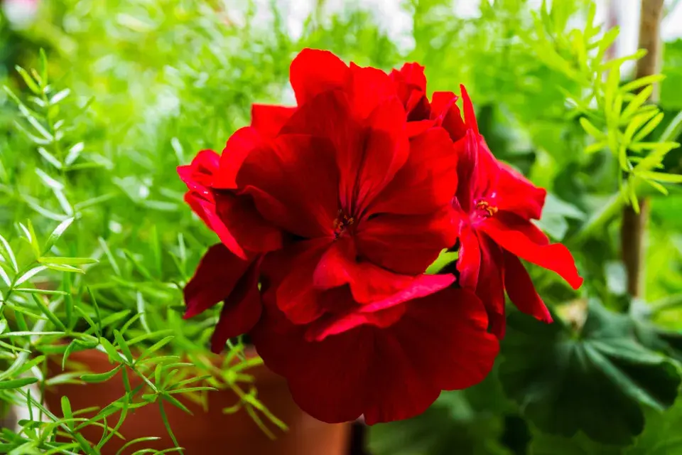 Doplňkové rostliny pro muškáty 