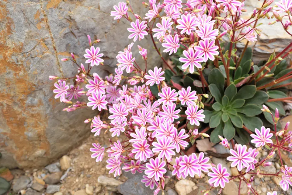 levisie květnatá (Lewisia cotyledon)