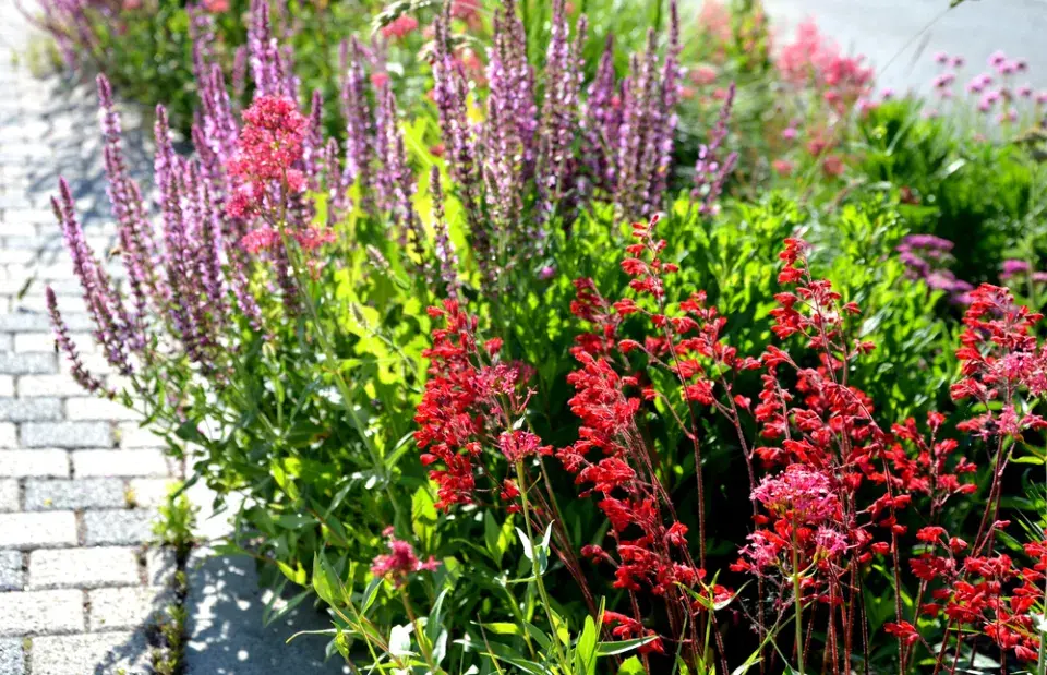 Dlužicha krvavá (Heuchera sanguinea) 