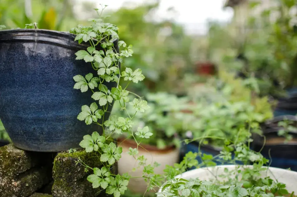 Ženšen pětilistý