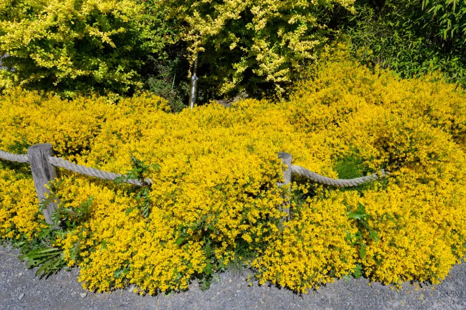 Kručinka lydijská (Genista lydia) 