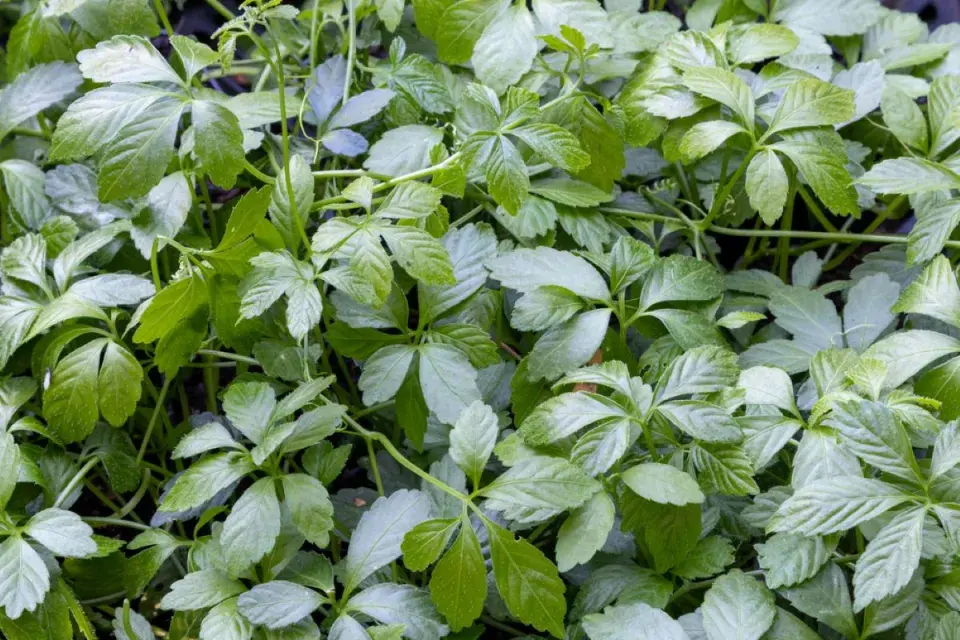 Jiaogulan neboli ženšen pětilistý