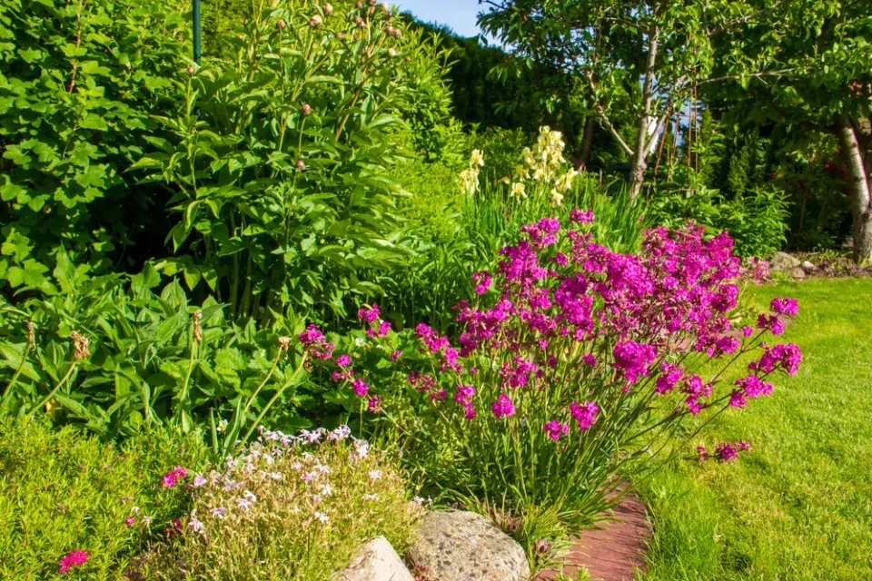 Smolnička obecná (Lychnis viscaria)