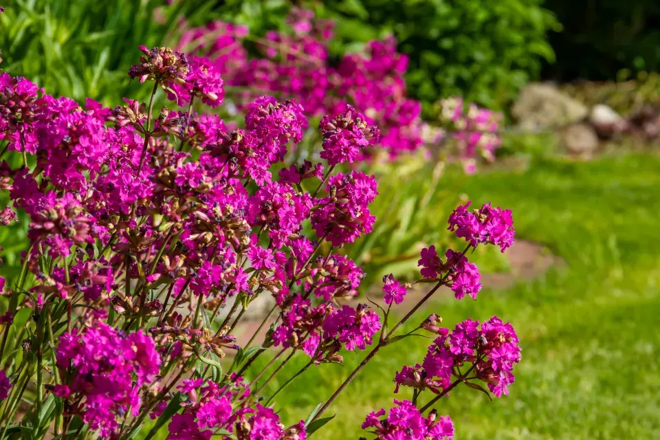 Smolnička obecná (Lychnis viscaria)