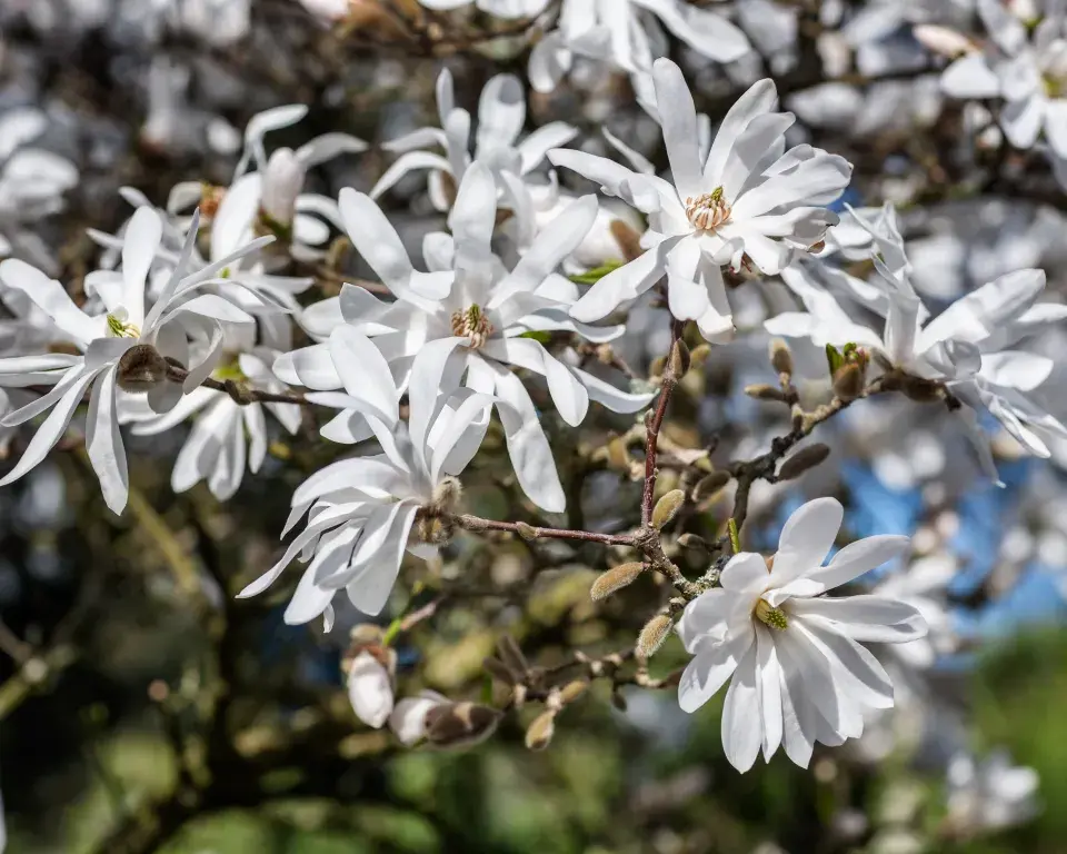 Magnólie hvězdovitá (Magnolia stellata) 