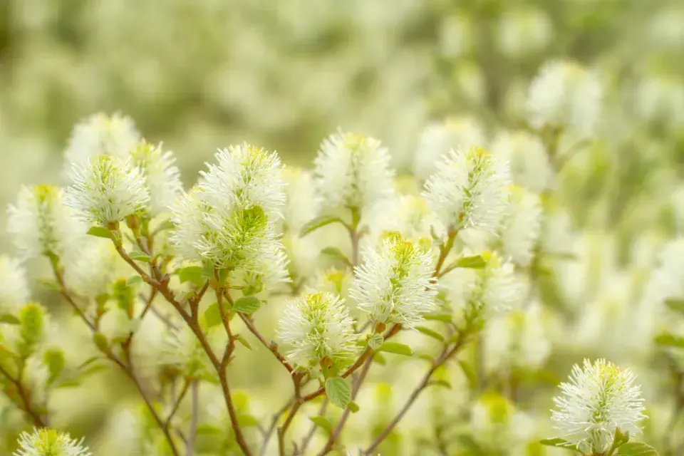 Kuska (Fothergilla) 