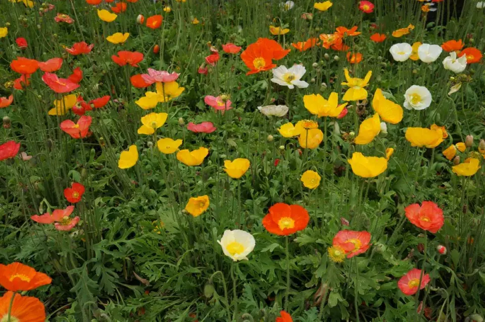 Letničkou k řezu je také islandský mák