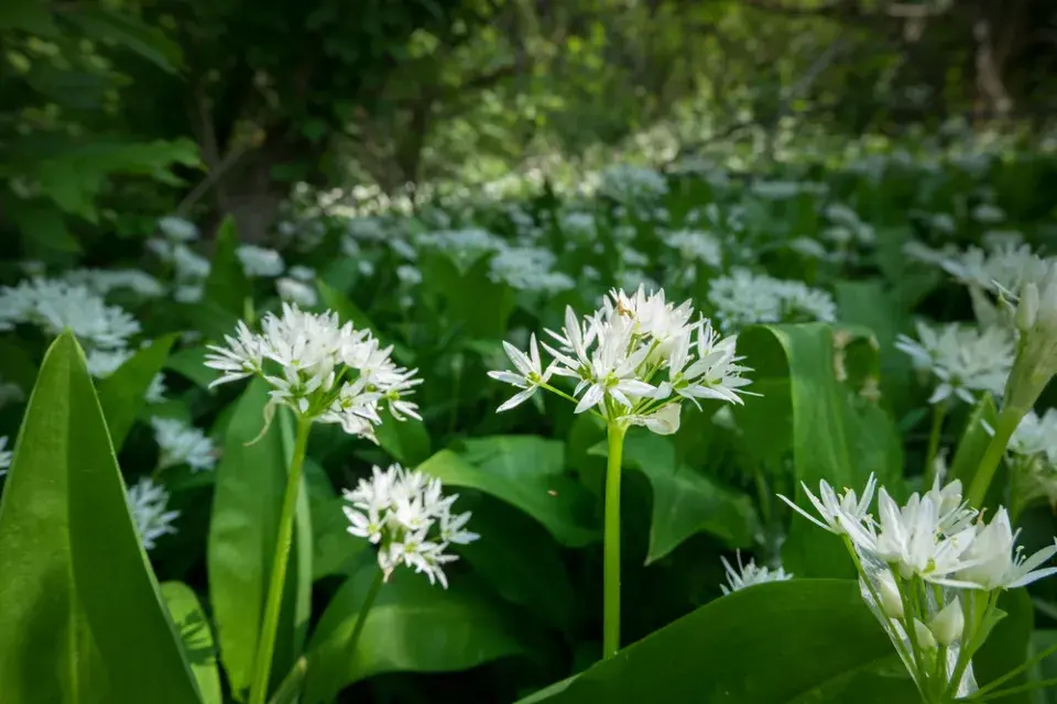 Medvědí česnek (Allium ursinum) 