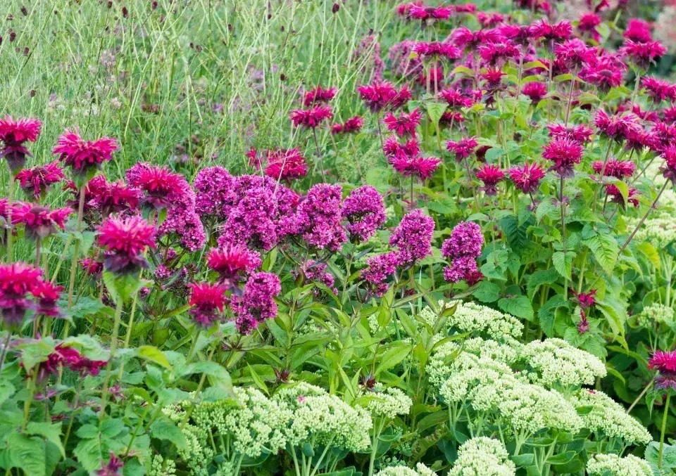 Přírodní repelent