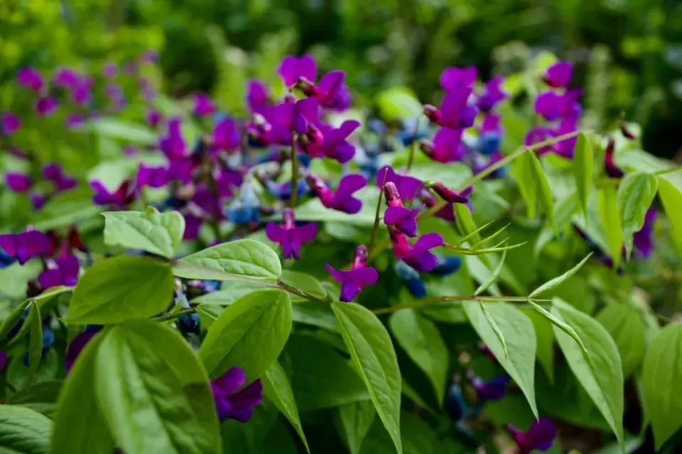Hrachor jarní (Lathyrus vernus) 