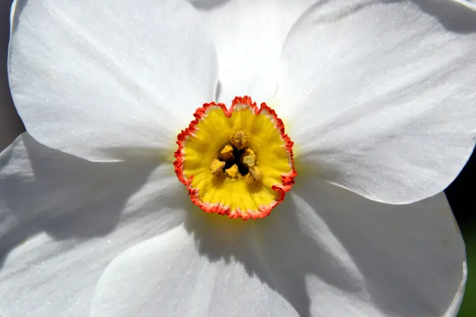 Narcis bílý (Narcissus poeticus)