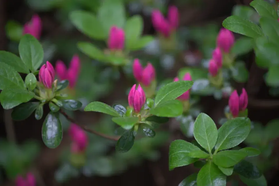 Japonské azalky: Inspirace z barevné zahrady