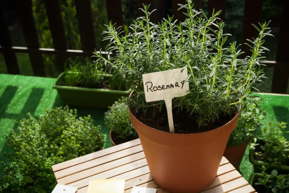 Bylinkové cedulky: Inspirace z praxe i originální DIY nápady