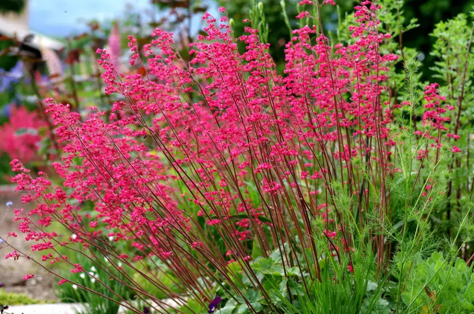 Dlužicha krvavá (Heuchera sanguinea) 