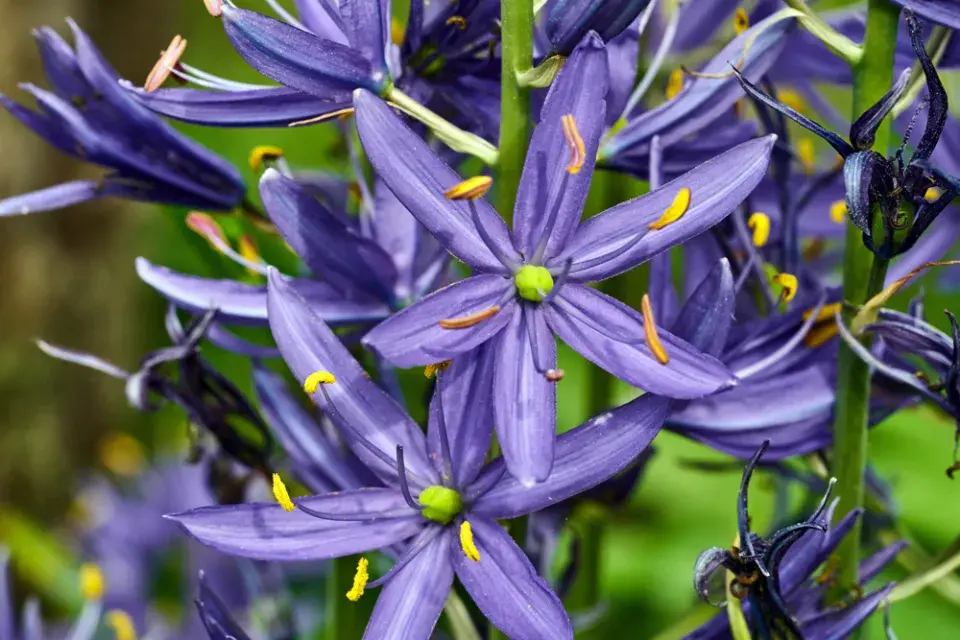 ladoník modrý (Camassia leichtlinii) 